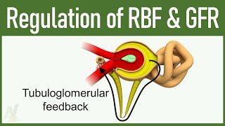 09. Regulation of GFR and RBF (Glomerular Filtration Rate and Renal Blood Flow)