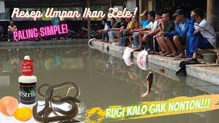 Resep Umpan Lele Harian dan Lomba Media Belut