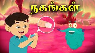 நகம் எப்படி வளர்கிறது? | Nail Facts For Kids | Dr.Binocs Tamil | Kids Learning Video