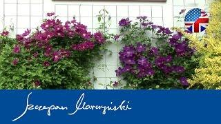 Clematis - how to support them