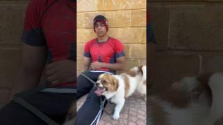 الكلب الشجاع  #shorts #dog