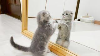 The kitten's reaction when she saw herself for the first time was so cute...