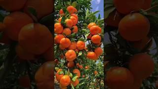 Fruits Name Guess Koro  | Fruit Name  #tranding #guess #iqtest #youtubeshorts #fruits #viral #40k