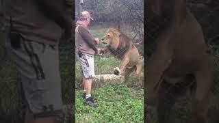 Lion Attack Human