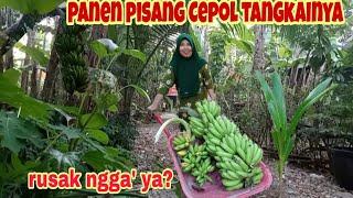 DETIK-DETIK TANDAN PISANG HIJAU CEPOL SAAT DIPANEN