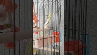 собака парода ротвелер попукай имя геша
