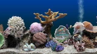 Marine Aquarium 3- Tangs and Triggers HD