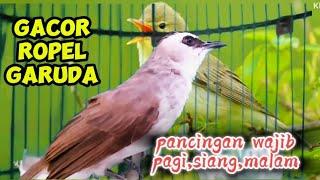 Pancingan trucuk Bahan,agar lebih cepat Ropel.