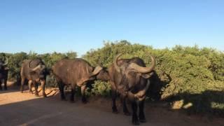 Addo Elephant National Park - 2016