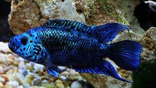 Electric Blue Jack Dempsey: Overview