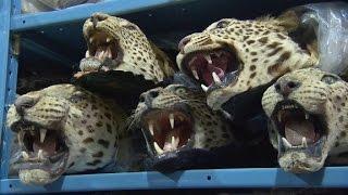 Exotic animal trade exposed