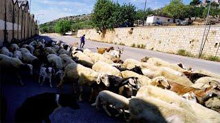 ONCE UPON A TIME in SCICLI, SICILY