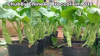 Brilliant idea to Grow Chubby Chinese Broccoli in Pots