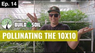 BuildASoil: GROW UPDATE: EARLY FLOWER STRETCH // POLLINATING TO MAKE SEEDS (Season 5, Episode 14)