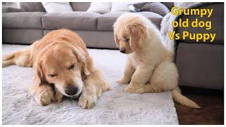 Grumpy old Golden Retriever Vs Puppy | Oshies World