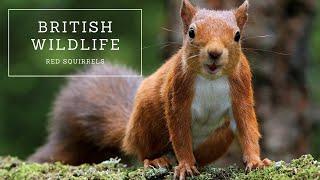 British Wildlife - Red Squirrels