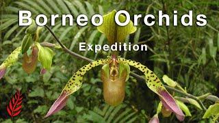 Borneo Orchids Expedition