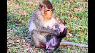 Why Mom Weaning Baby Very Young?  Baby Monkey Cries Loudly | Baby Monkey Angry With Mom, Daily Post