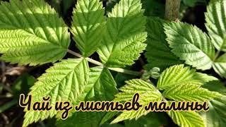 Чай Из Листьев Малины