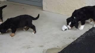 Miniature Bernese Mountain Dog Puppies For Sale