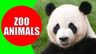 Zootiere für Kinder - Videos und Stimmen der wilden Tiere im Zoo für Kinder