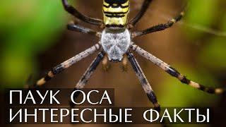 Паук Оса - интересные факты