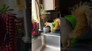 ️ Squirrel Song / VO'd with permission from squirrely_beans (TT) #shorts