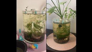 How to grow Guppy Grass