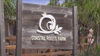 Jewish agricultural traditions inspire Coastal Roots Farm's mission