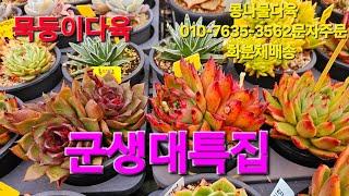 군생대집합,묵둥이,가성비짱다육 화분채배송 010-7635-3562택배문자주문 콩나물다육