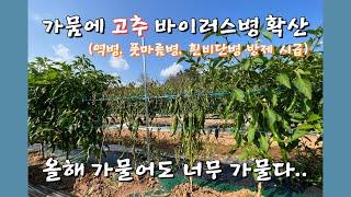 잘 크던 고추가 난데없이 폭삭 시들어지는 이유! 흙을 알아야 농사가 살아요