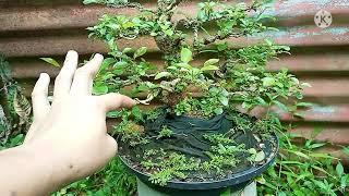 UPDATE ON TUGAS BONSAI | HOW TO BONSAI