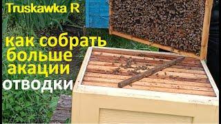 #Пчёлы. Метод отводка. 20-25 литров акации на одну семью. И заодно молодых маток получим.