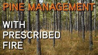 Managing Pine Stands For Deer Hunting | Prescribed Fire