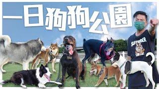 一日狗狗公園vlog️邊境牧羊犬軍團來襲！吼喲～原來是柴犬！！高山犬｜杜賓｜邊境牧羊犬｜阿拉斯加犬｜柴犬｜@熊爸估狗dogtrainer