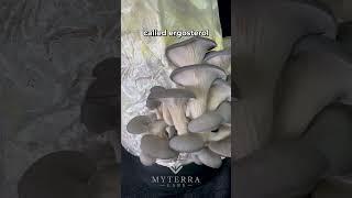 Grow Blue Oyster mushrooms at home! 