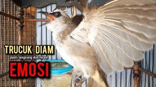 trucukan gacor TARUNG ROPEL PANJANG pancingan trucukan agar bunyi jadikan burung trucuk gacor EMOSI