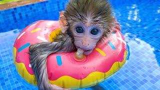 A day of Baby monkey Bon Bon and beautiful friendship with  puppy So cute