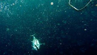 Ocean Dancer, Gibraltar - GoPro Tuna fishing for Bonito, catching Little Tunny, Tuna Gibraltar