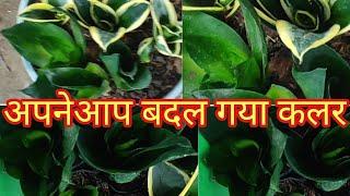 मेरे स्नेक प्लांट का रंग ही बदल गया all about snake plant or sensiberia