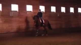 Darmen's Quest Dressage Training