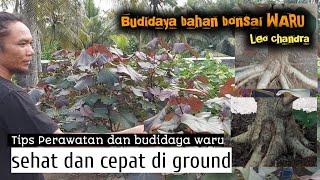 Cara merawat & budidaya bahan bonsai waru || sadulurbonsai