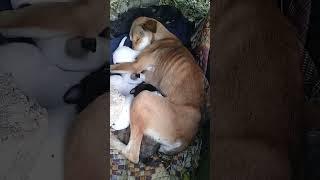 New Born Stray puppies with Mother dog | Mountain Village | Nature Buddies #viralvideo #ytshorts #uk