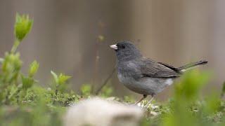 Identifying and Understanding the Various Forms of Dark-eyed Junco