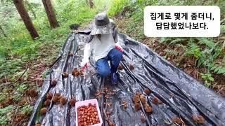 반려산 일기 (손녀의 밤줍기 체험)