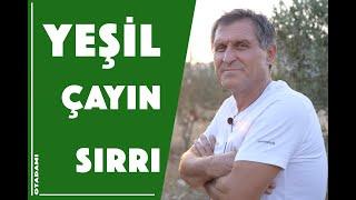 YEŞİL ÇAY FAYDALARI - YEŞİL ÇAY DEMLEME TARİFİ - YEŞİLÇAY NE ZAMAN İÇİLMELİ - YEŞİL ÇAYIN YAPILIŞI