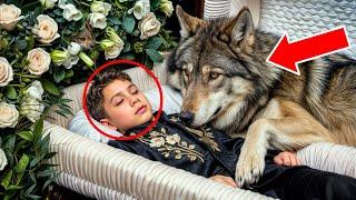 A WOLF CLIMBED ONTO THE BOY IN THE COFFIN. EVERYONE WAS SHOCKED TO SEE THIS!