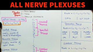 ALL NERVE PLEXUSES OF BODY MADE EASY | ANATOMY |