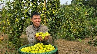 Harvesting Jujube Goes To Market Sell - Cooking | Solo Survival