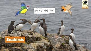 #BTOYouth Birding 101 - Seabirds